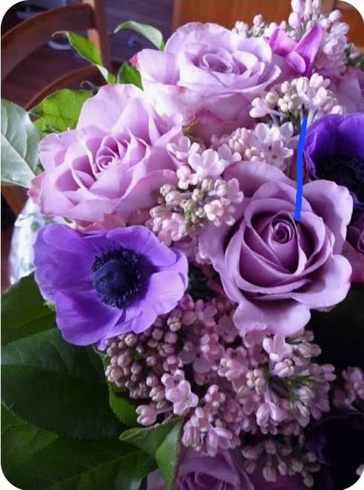 Violette rose