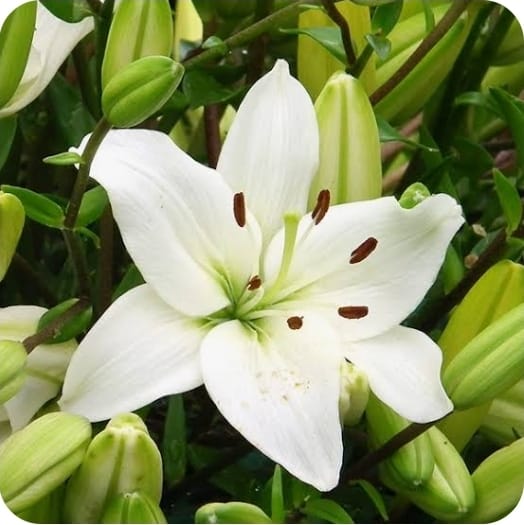 Lys blanc