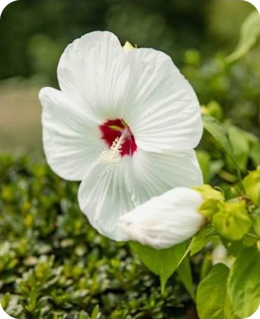 Hibiscus