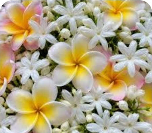 Frangipanier jasmin