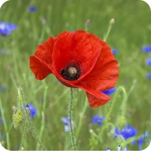 Coquelicot