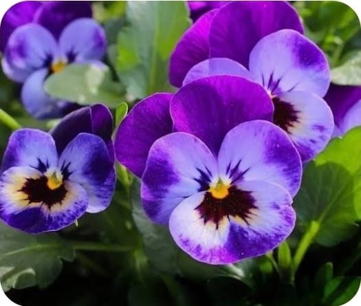 Violette