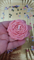 Pivoine senteur violette